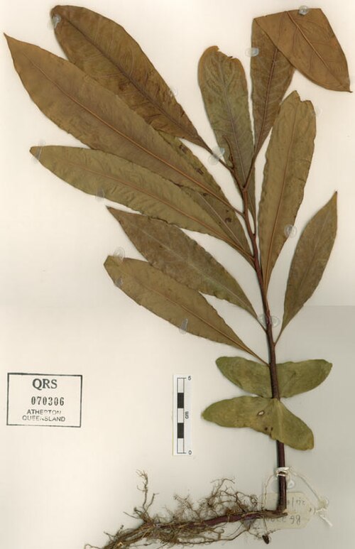 Northern silky oak: Seedling of Cardwellia sublimis , with cotyledons still attached