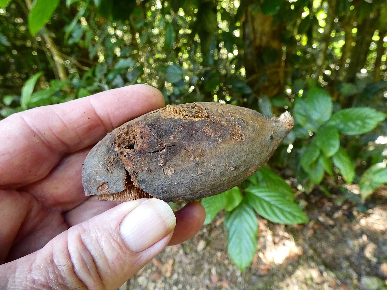 Northern silky oak: Cardwellia sublimis aborted fruit from the eastern edge of the Atherton Tableland, Queensland