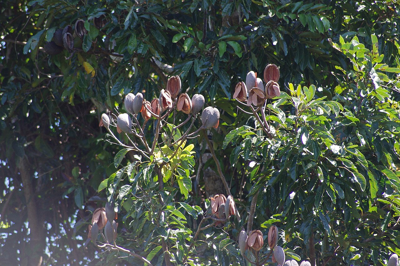 Northern silky oak: Dehisced fruit of the northern silky oak