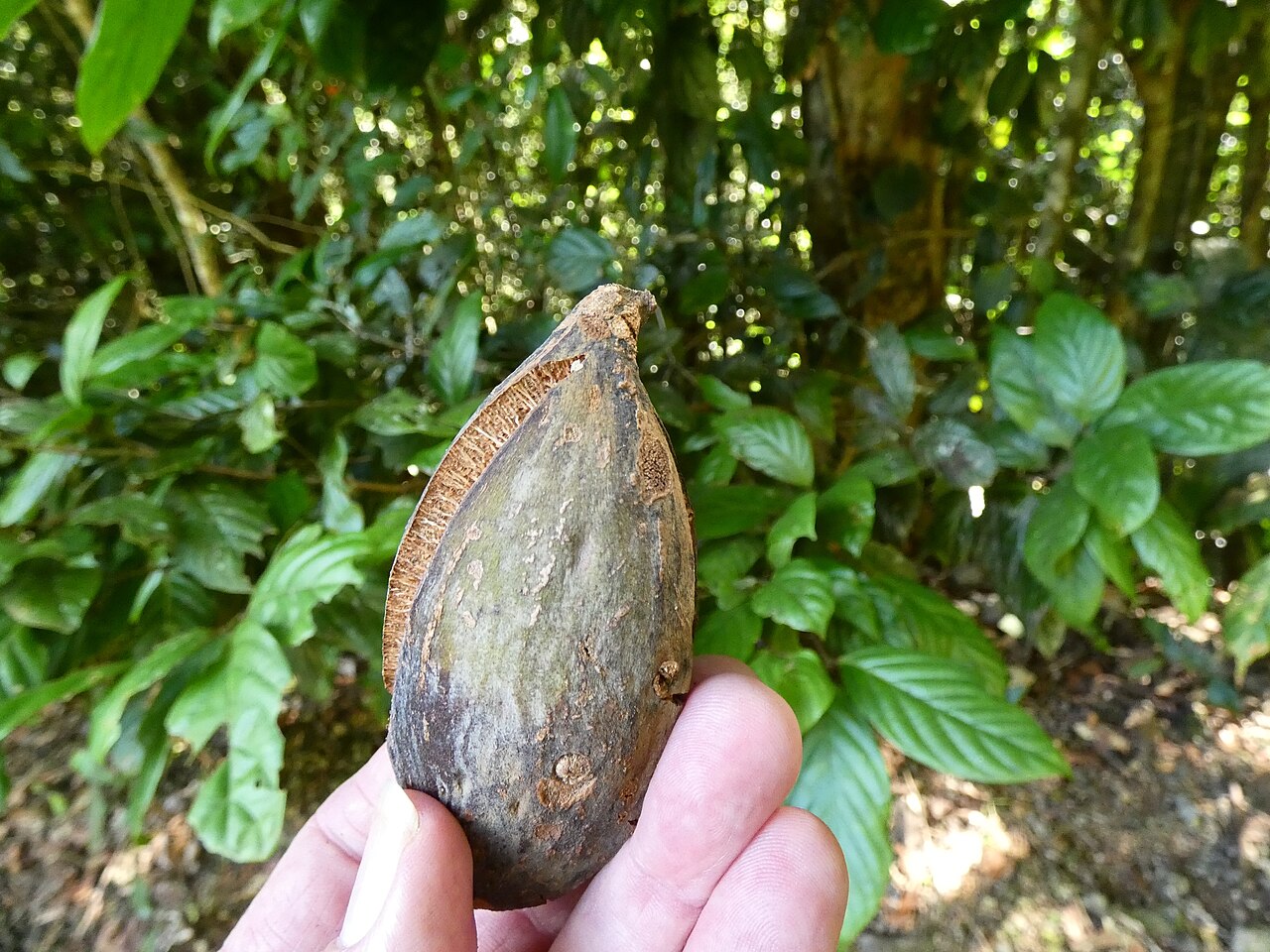 Northern silky oak: Cardwellia sublimis aborted fruit from the eastern edge of the Atherton Tableland, Queensland