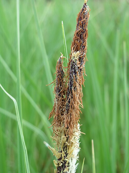 Slender tufted-sedge: Schlank-Segge ( Carex acuta ) in den Horststückern