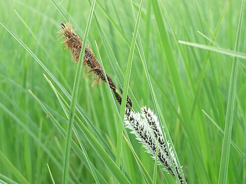 Slender tufted-sedge: Schlank-Segge ( Carex acuta ) in den Horststückern