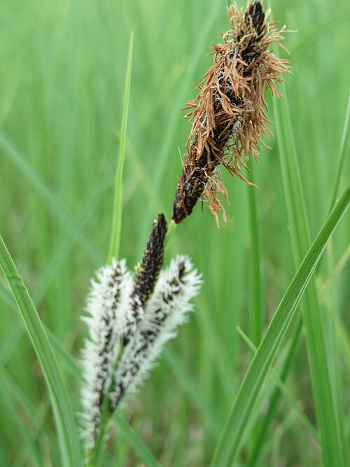 Slender tufted-sedge: Schlank-Segge ( Carex acuta ) in den Horststückern