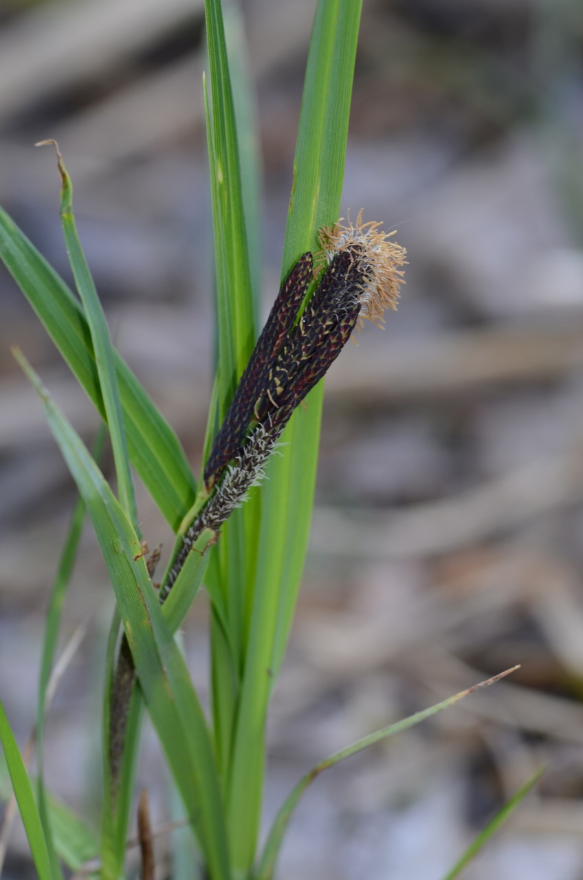 Slender tufted-sedge: Carex acuta