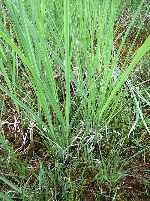 Slender tufted-sedge: Schlank-Segge ( Carex acuta ) in den Horststückern