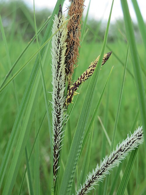 Slender tufted-sedge: Schlank-Segge ( Carex acuta ) in den Horststückern