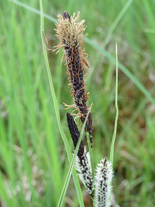 Slender tufted-sedge: Schlank-Segge ( Carex acuta ) in den Horststückern