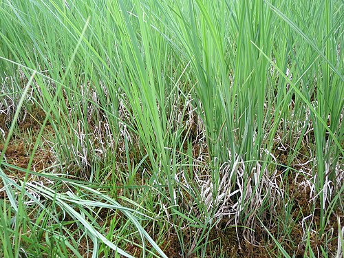 Slender tufted-sedge: Schlank-Segge ( Carex acuta ) in den Horststückern
