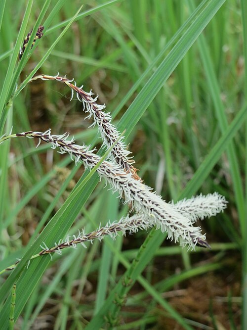 Slender tufted-sedge: Schlank-Segge ( Carex acuta ) in den Horststückern