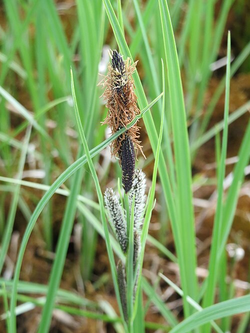 Slender tufted-sedge: Schlank-Segge ( Carex acuta ) in den Horststückern