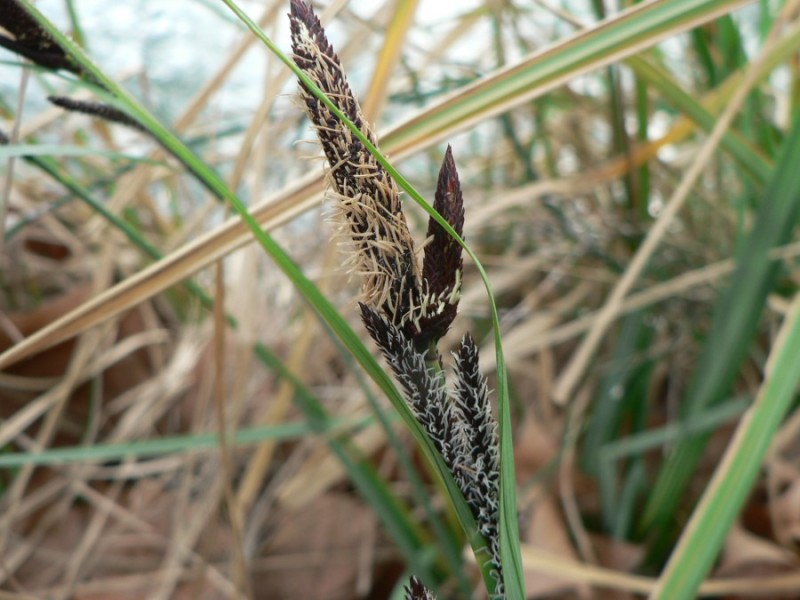 Slender tufted-sedge: Carex acuta