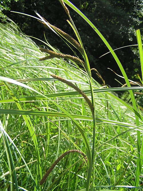 Slender tufted-sedge: Carex acuta (C. gracilis), Jezernice, Czech Republik