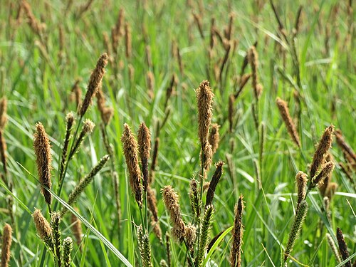 Lesser pond sedge: Sumpf-Segge ( Carex acutiformis ) im Hockenheimer Rheinbogen