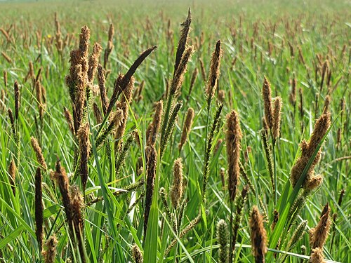 Lesser pond sedge: Sumpf-Segge ( Carex acutiformis ) im Hockenheimer Rheinbogen