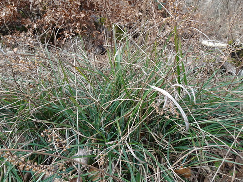 Lesser pond sedge (Carex acutiformis)
