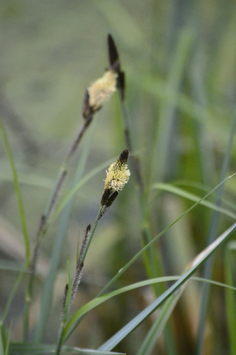 Lesser pond sedge (Carex acutiformis)