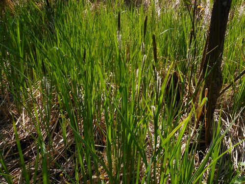 Lesser pond sedge (Carex acutiformis)