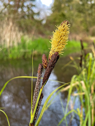 Lesser pond sedge (Carex acutiformis)