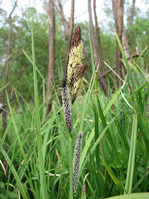 Lesser pond sedge: Carex acutiformis . Gatchina, Leningrad oblast, Russia