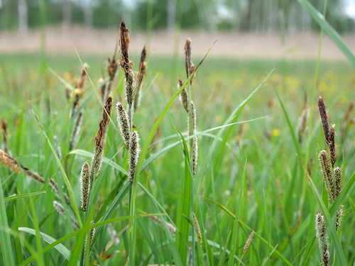Lesser pond sedge (Carex acutiformis)