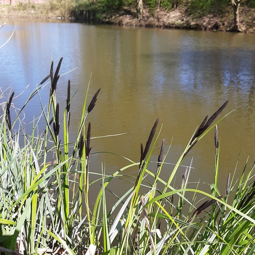 Lesser pond sedge (Carex acutiformis)