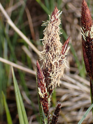 Lesser pond sedge (Carex acutiformis)