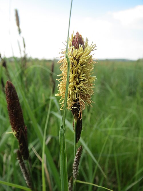 Lesser pond sedge: Sumpf-Segge ( Carex acutiformis ) im Hockenheimer Rheinbogen