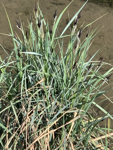 Lesser pond sedge (Carex acutiformis)