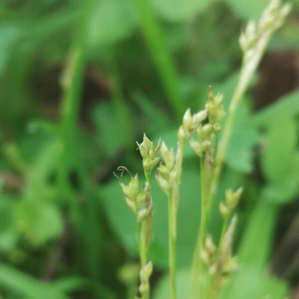 Carex alba (Carex alba)