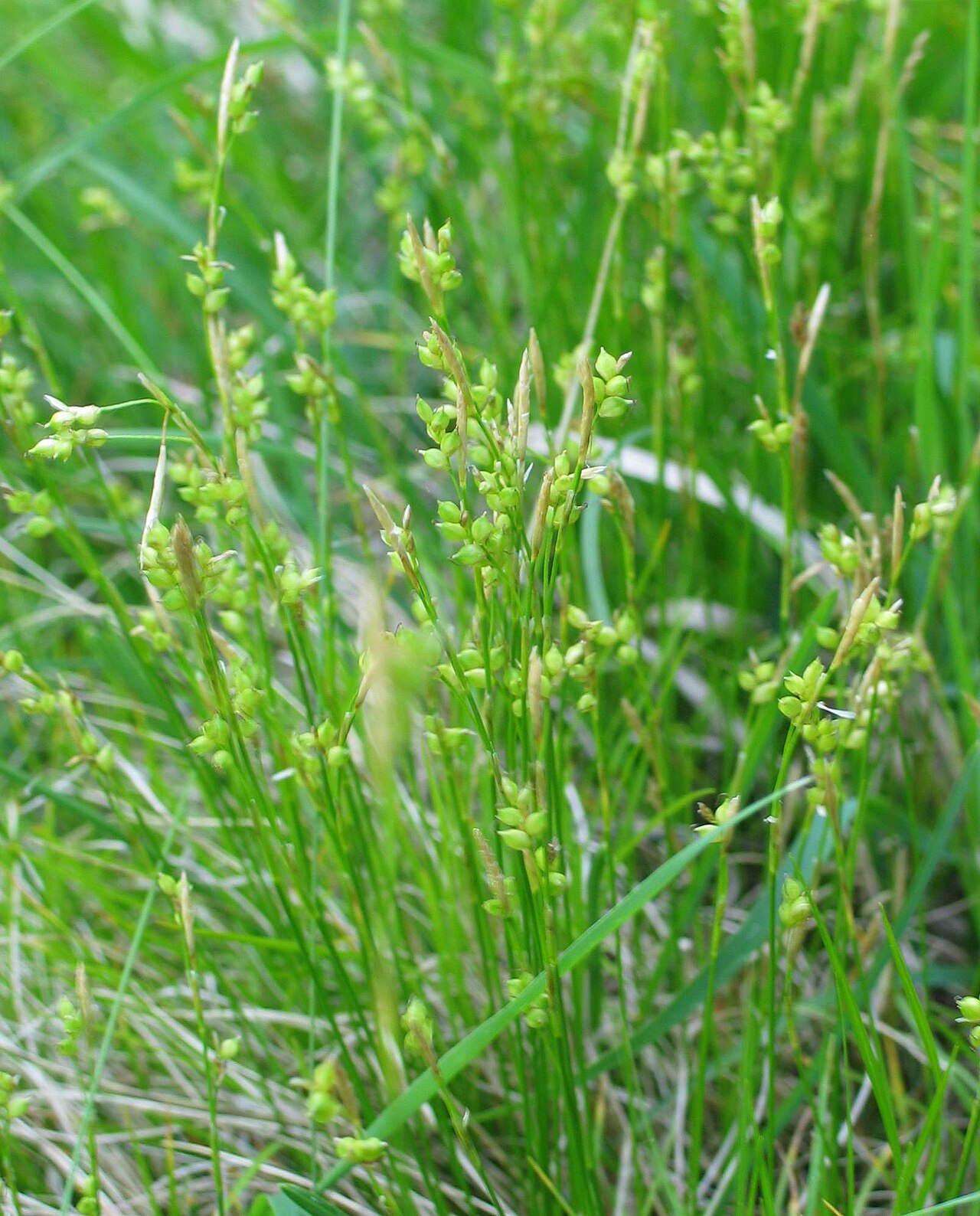 Carex alba (Carex alba)