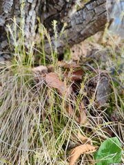 Carex alba (Carex alba)