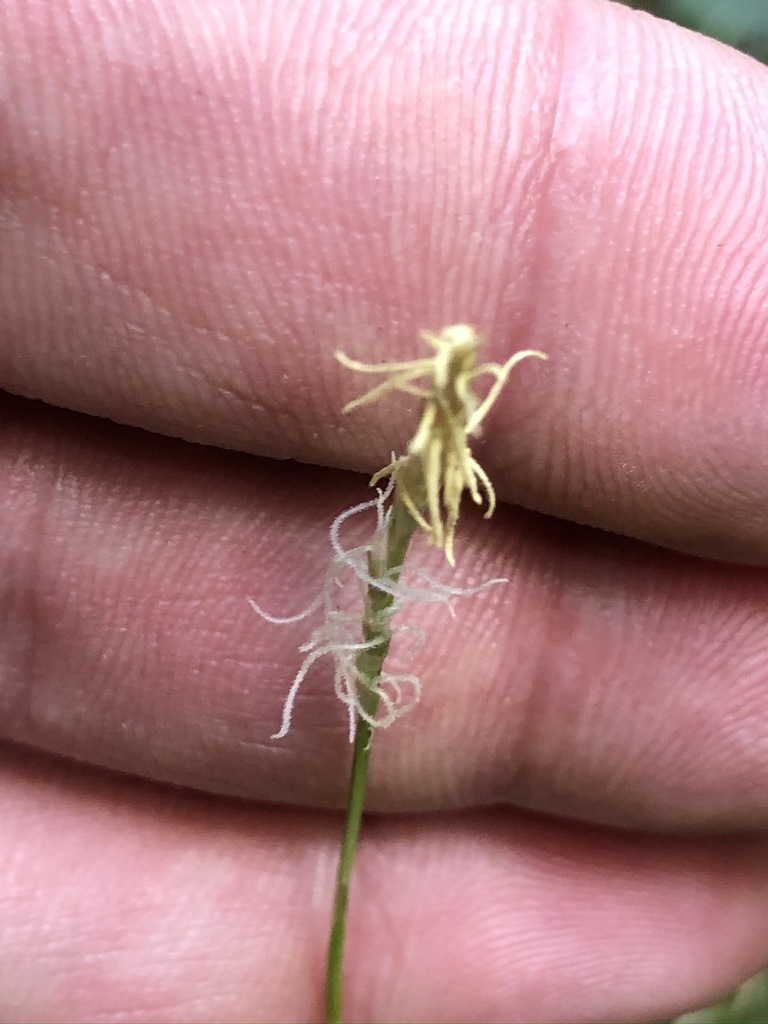 Carex alba (Carex alba)
