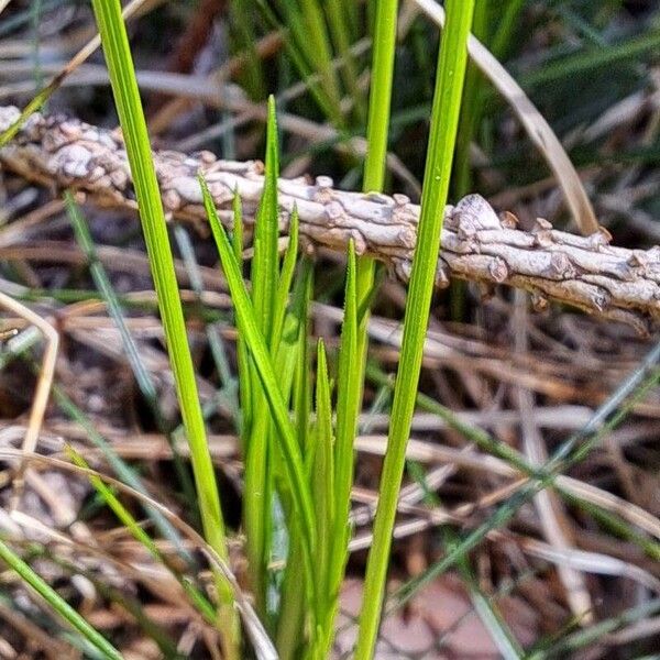 Carex alba (Carex alba)