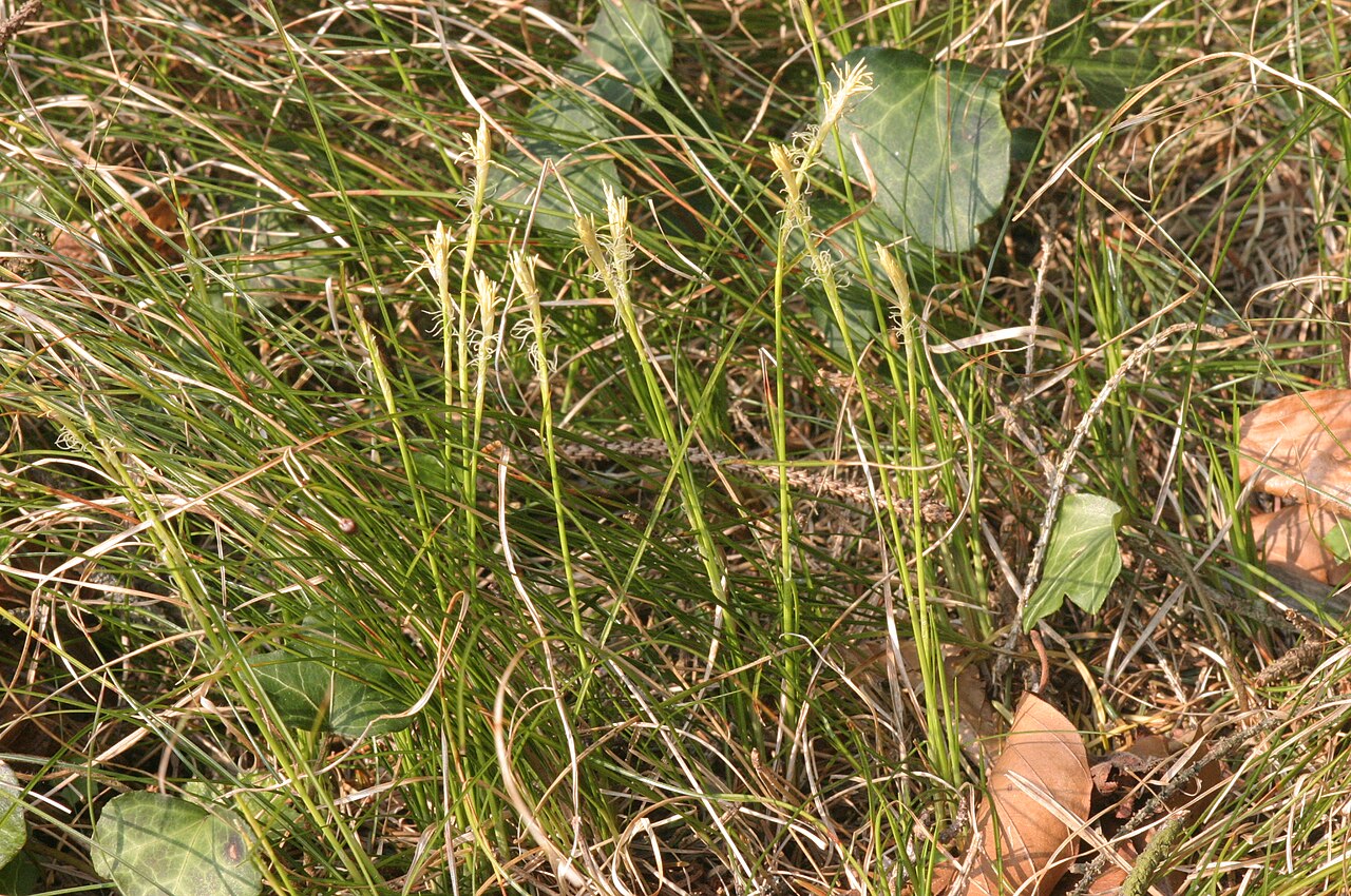 Carex alba: Carex alba