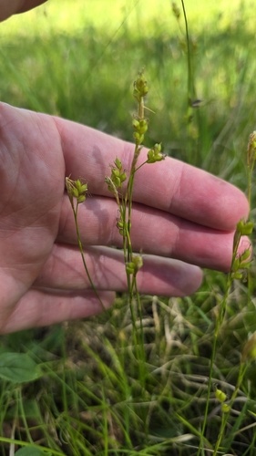 Carex alba (Carex alba)