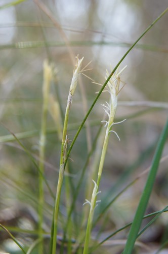 Carex alba (Carex alba)