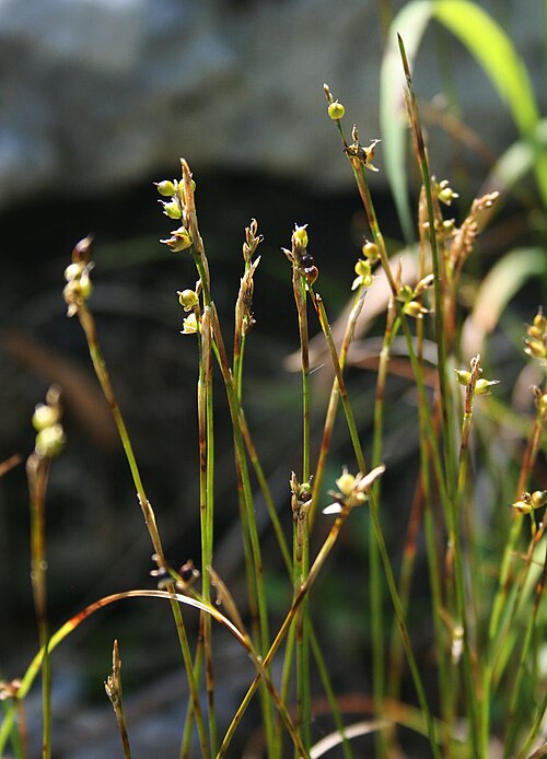 Carex alba: Weiß-Segge ( Carex alba ), Sauergräser (Cyperaceae) – Österreich/Austria/Autriche: Oberösterreich, Salzkammergut, Mitterweißenbachtal N Bad Ischl