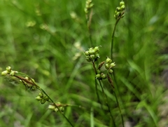 Carex alba (Carex alba)
