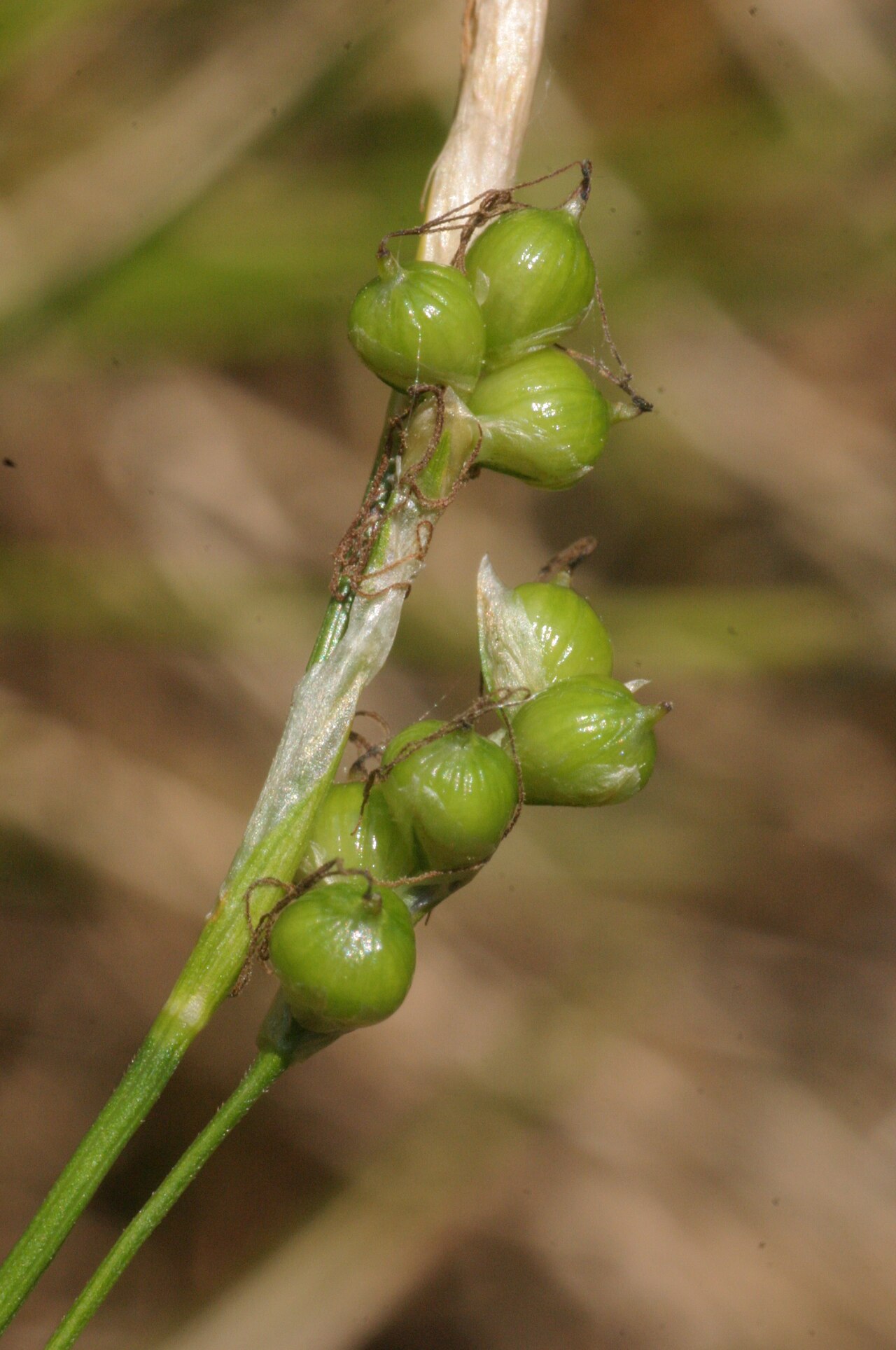 Carex alba: Carex alba