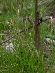 Carex alba (Carex alba)