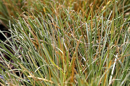 Blonde sedge: Location taken: Merrifield Garden Center, Merrifield VA USA. Names: Carex albula Allan, Frosted Curls New Zealand Hair Sedge, Frosty Curls Sedge, New Zealand Ha