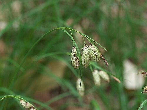 Carex angustisquama: 2021/06/14 宮城県潟沼:Miyagi Pref. Japan
