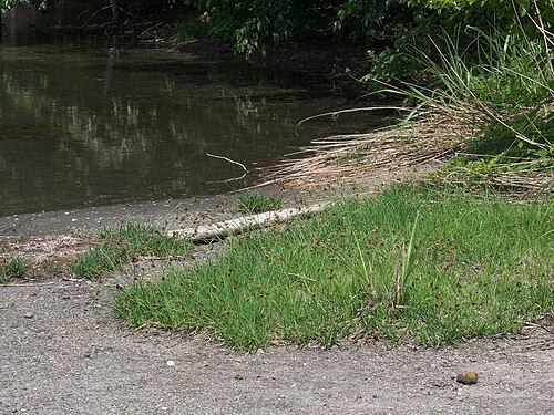 Carex angustisquama: 2021/06/14 宮城県潟沼:Miyagi Pref. Japan