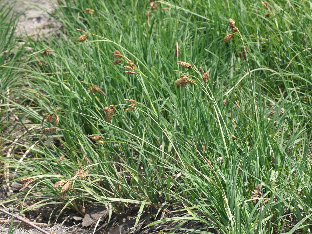 Carex angustisquama: 2021/06/14 宮城県潟沼:Miyagi Pref. Japan