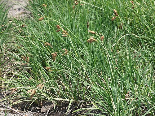 Carex angustisquama: 2021/06/14 宮城県潟沼:Miyagi Pref. Japan