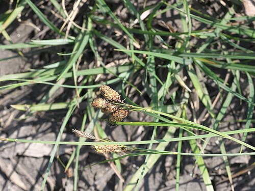 Carex angustisquama: 2021/06/14 宮城県潟沼:Miyagi Pref. Japan