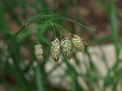 Carex angustisquama: 2021/06/14 宮城県潟沼:Miyagi Pref. Japan
