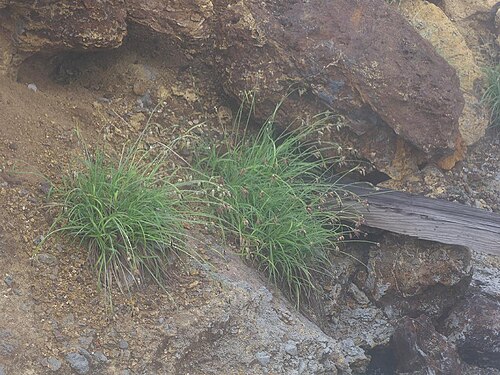 Carex angustisquama: 2021/06/17 岩手県須川温泉:Iwate Pref. Japan