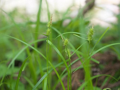 Carex aphanolepis: Carex aphanolepis:エナシヒゴクサ