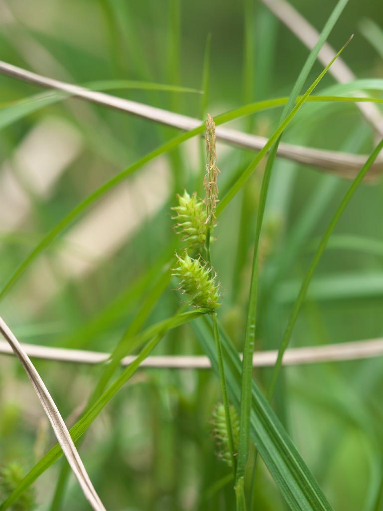 Carex aphanolepis: Carex aphanolepis:エナシヒゴクサ